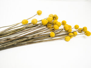 Dried Flower Craspedia