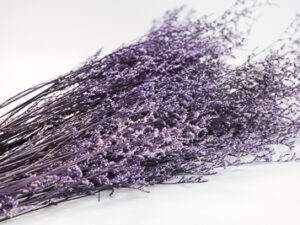 Lover Grass; Limonium Caspium