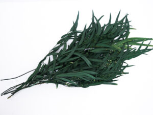 Millet Leaves