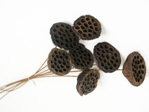 Lotus Pod