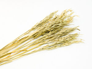 Oat Grass