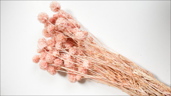 Windmill Fruit