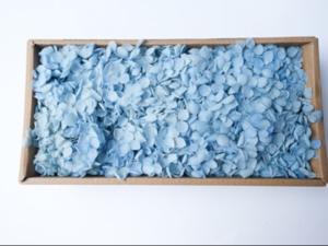 Boxed Hydrangea
