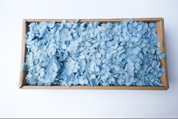 Boxed Hydrangea