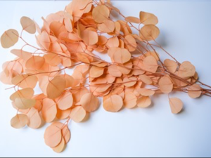 Dollar Eucalyptus