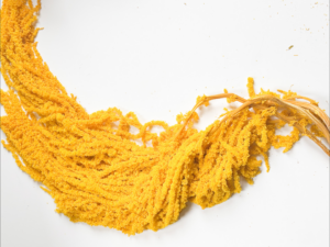 Amaranthus