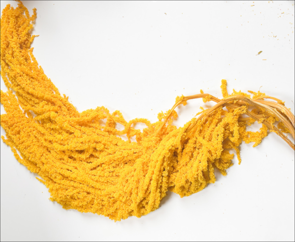 Amaranthus