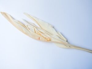 Bird Leaf