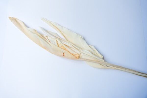 Bird Leaf