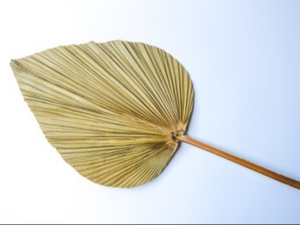 Dried Palmetto Dyed / Palm Leaf Whole