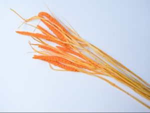 Foxtail Millet