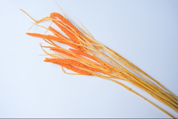 Foxtail Millet