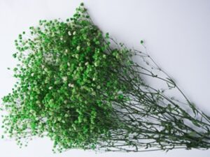Gypsophila (L)