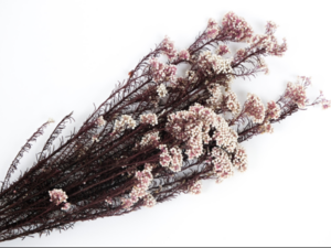 Millet Flower