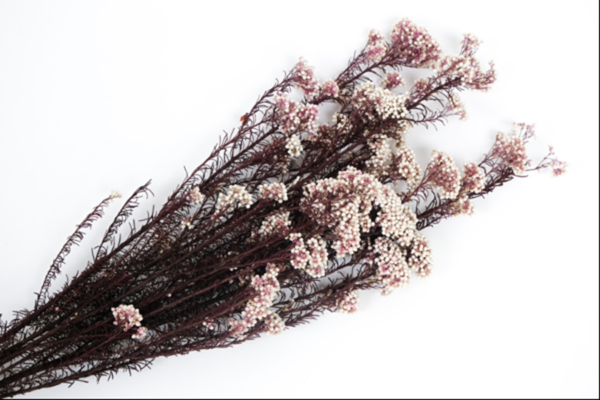 Millet Flower